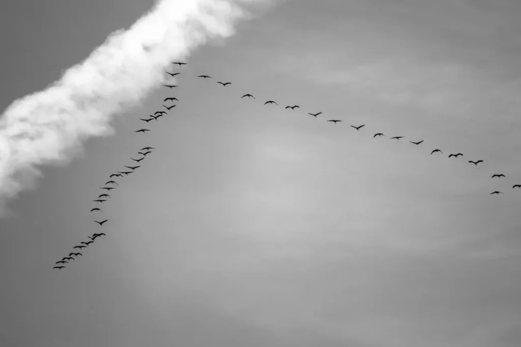 Comparatif des meilleures pratiques en formation et compétences écologiques